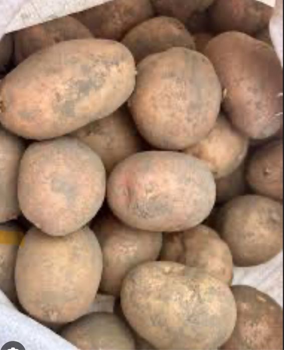 Велика картопля