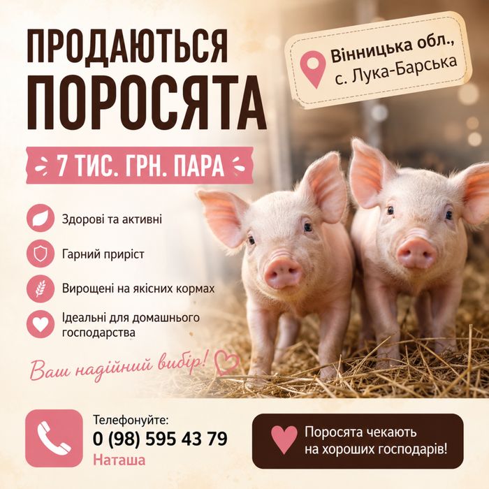 Поросята, маленькі свині