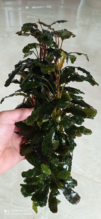 Продам буцефаландри  4  види.