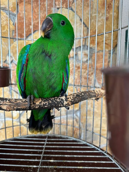 Papagaio Ecletus Macho