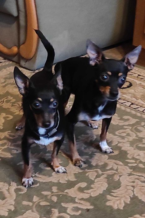 Той-терьер ищет "невесту".