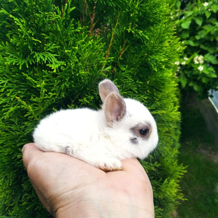 Декоративні кролики різних видів