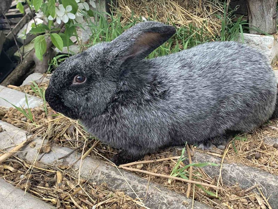 Продам кроликів серебристих