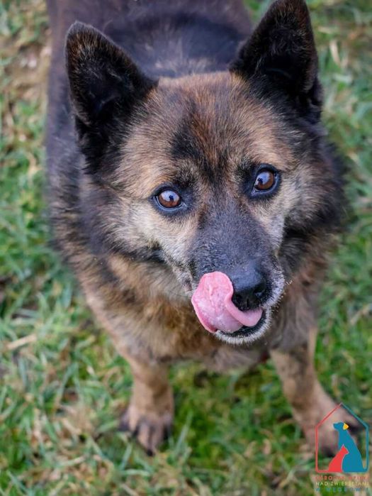 Kochany, czuły, nieduży seniorek Wacław, lubi psy i koty ADOPTUJ