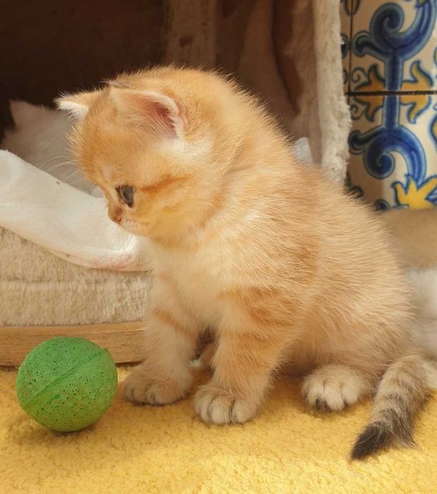 Gatinha British Shorthair