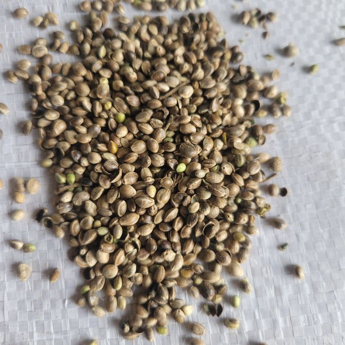 Konopie paszowe 10kg zbiór 2025