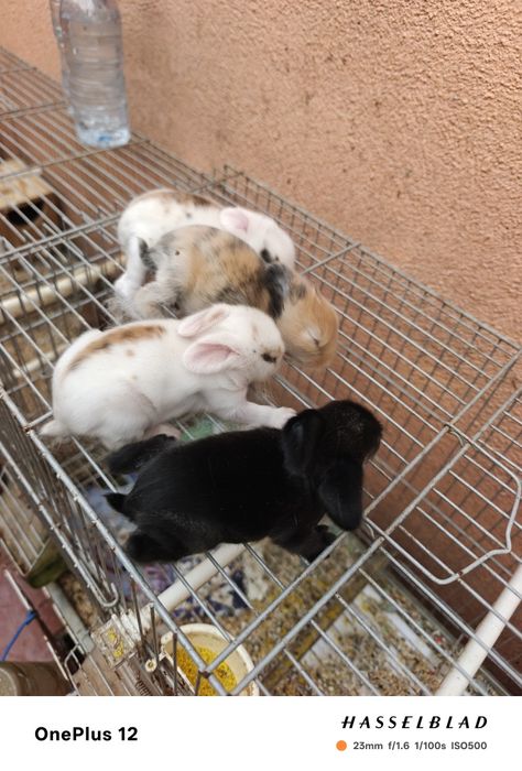 Coelhos anões MiniLoop orelhudos