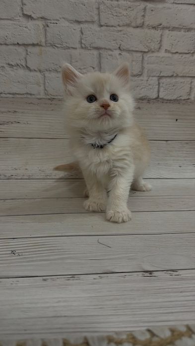 Кошенята Мейн-кун