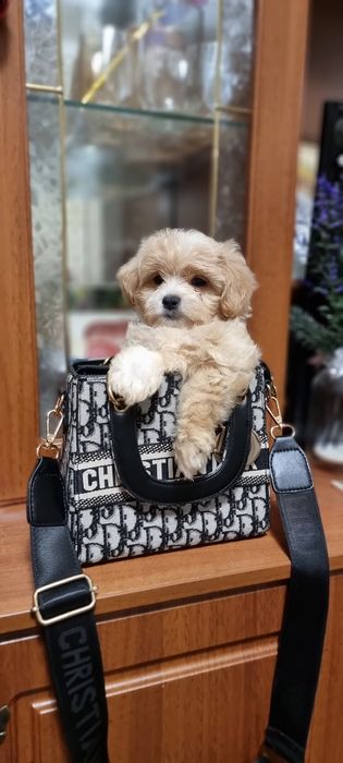 Мальчик Мальтипушка)