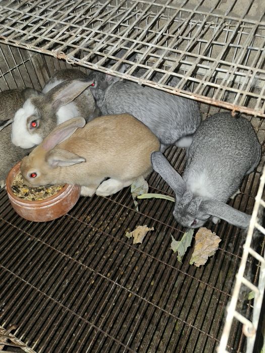 COELHOS para venda