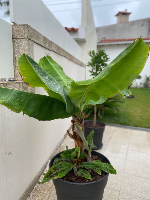 Bananeira „Musa Dwarf Cavendish“ com 3 rebentos