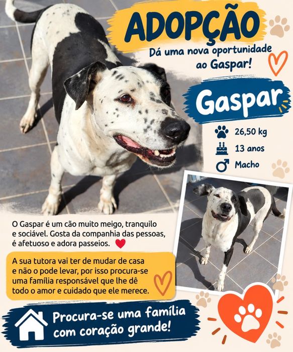 Cão para adoção responsável
