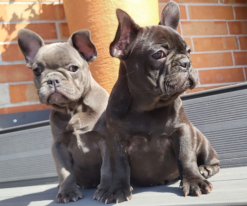 Buldog francuski