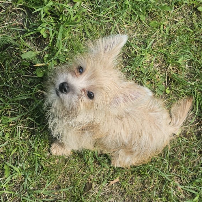 Yoreczka - Mała cudowna piękność