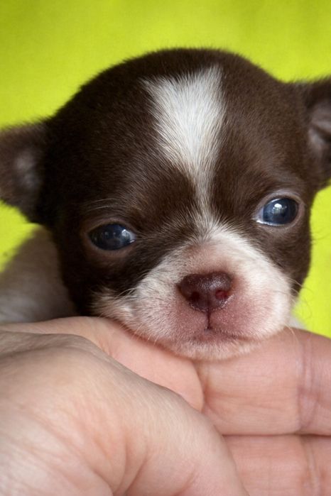 Chihuahua krótkowłosy – wyjątkowy chłopczyk biało-czekoladowy