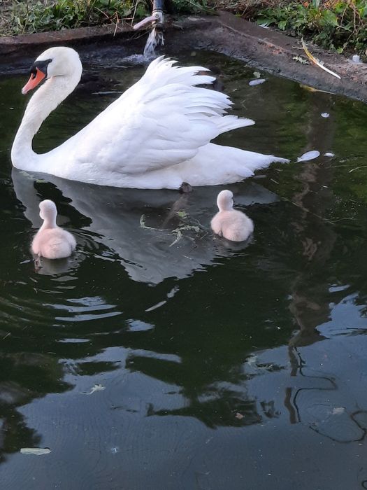 Casal de cisnes ,