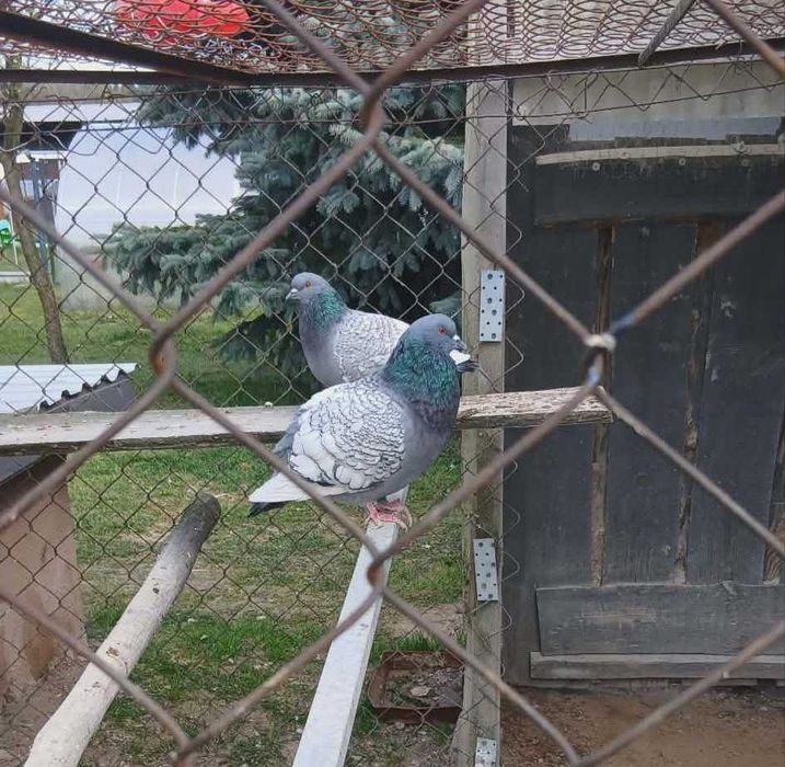 Gołebie Rysie Ryś Polski