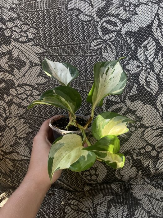 Епіпремнум Хеппі Ліф, Epipremnum Happy Leaf