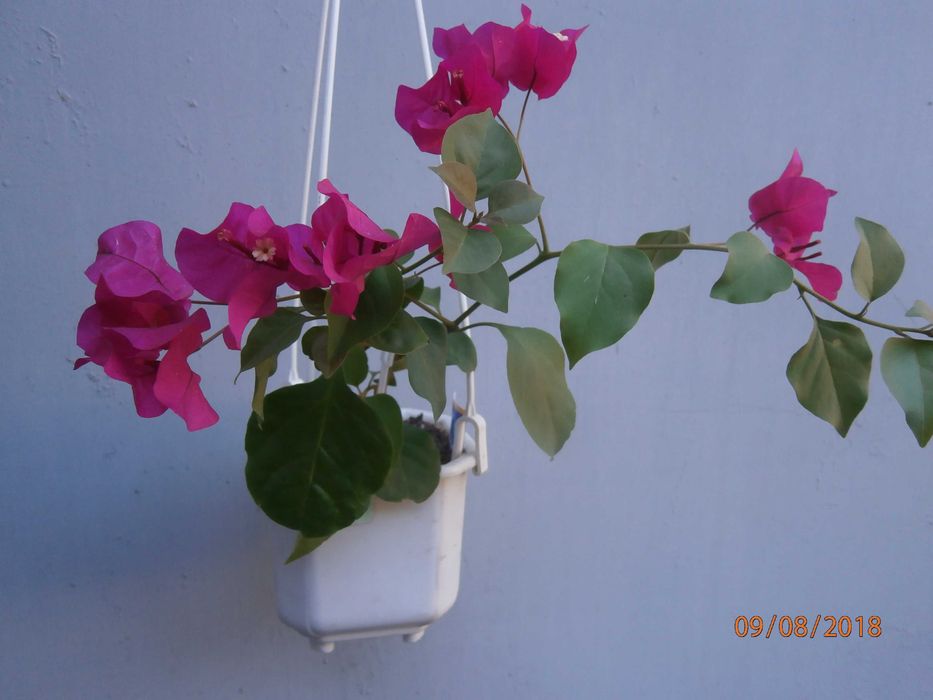 Бугенвілії підрощені