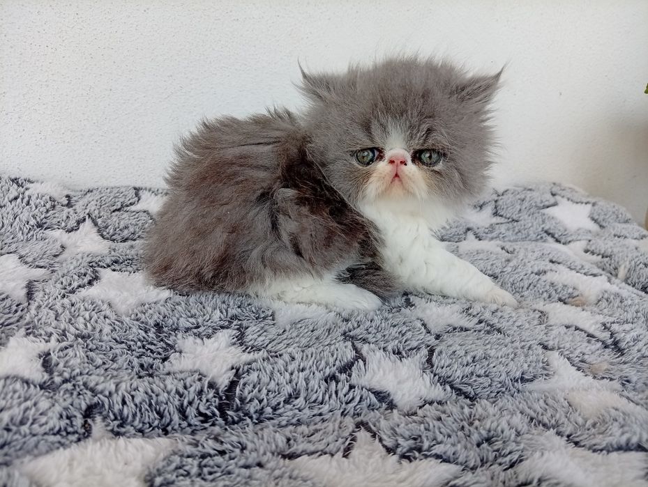 Gatinha Persa Fofa