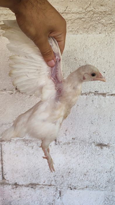 Casal de garnizes novos do campo