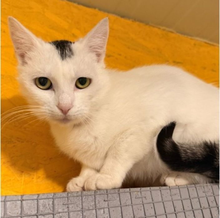 Kocurek Odi czeka na dom