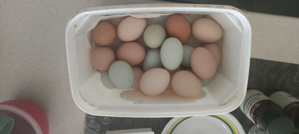 Sprzedam świeże jajka.