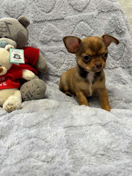 Чихуахуа два мальчика