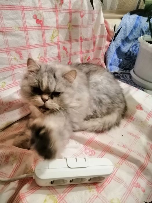 Кошка шиншила бесплатно