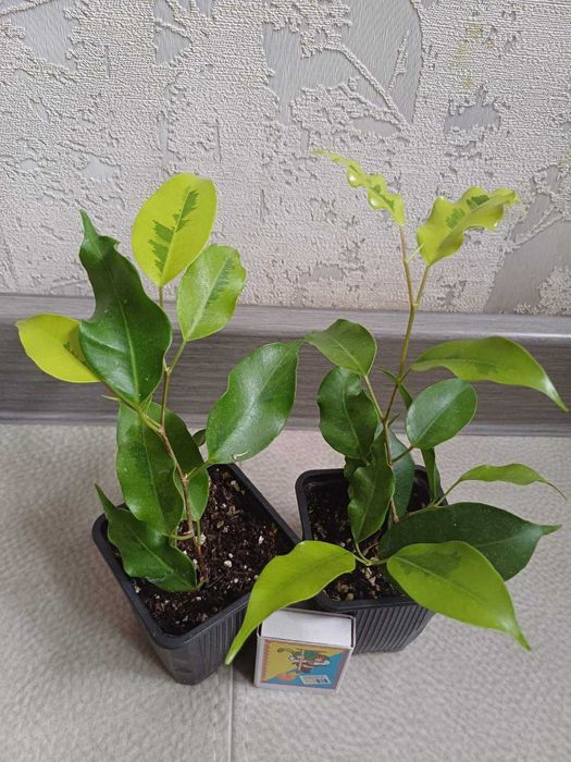 Фікус Рубігіноза Ірен Алі Амстел Кінг Голден Монік Шріверіана Міля