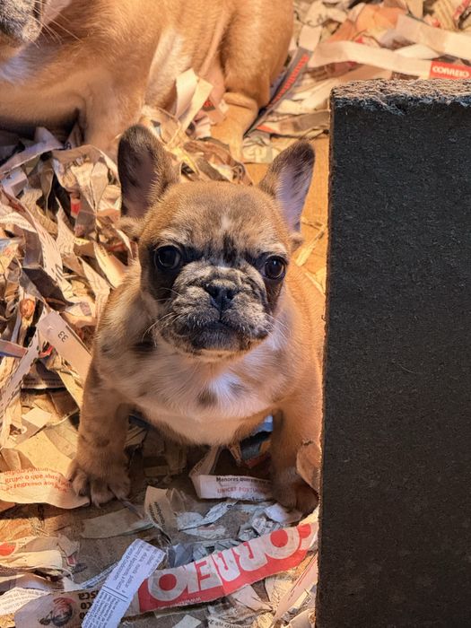 Buldogue Francês Menino Merle