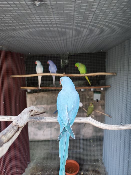 Ringnecks, para cedençia