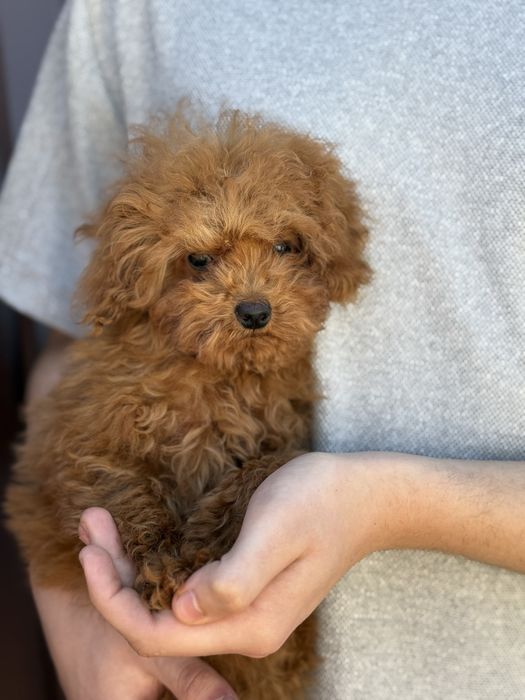 Той пудель 07.11 хлопчик