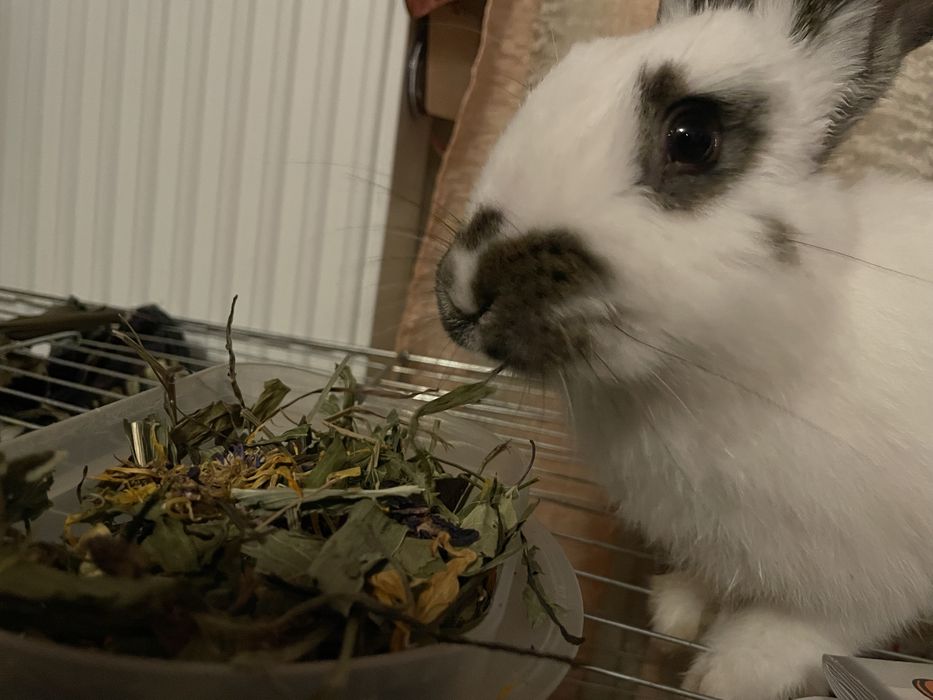 Potrzebuje pilnie znalesc nowy dom! Daj mi szanse!