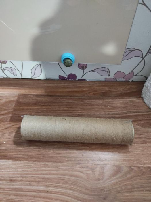 Котяка кігтеточка