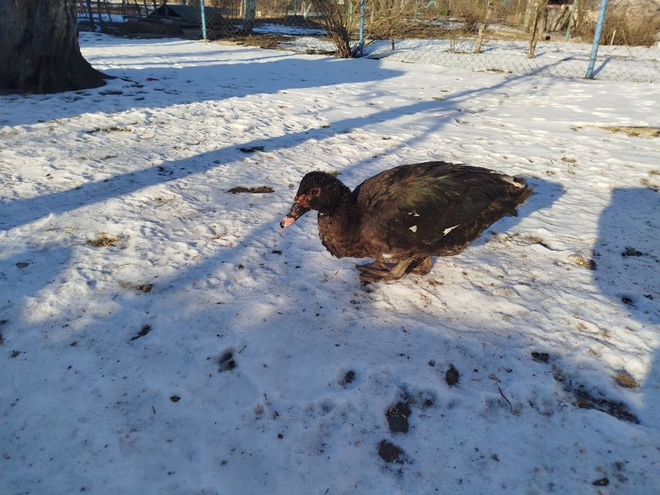 Чиста порода! Качка мускусна, індокачка, качур, розведення, на м'ясо