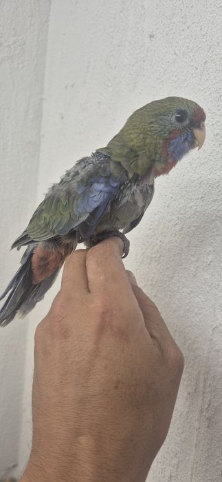 Rosela penante domesticada