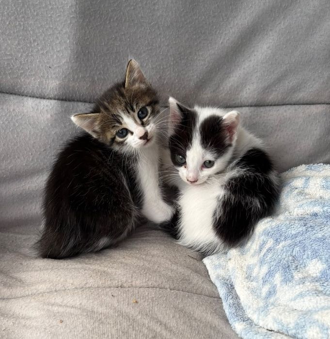 Dá-se dois gatinhos