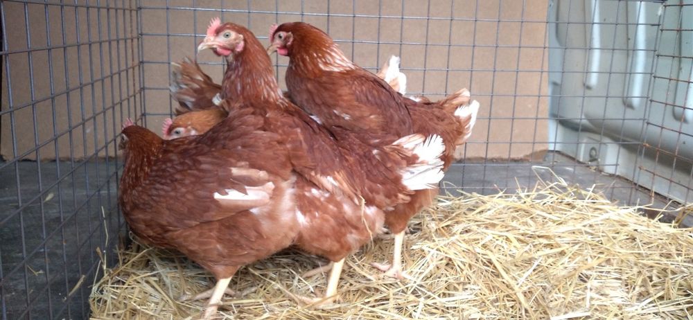 Kury Nioski Novogen 23 tygodnie,zaczynają nosić! Wysyłamy!