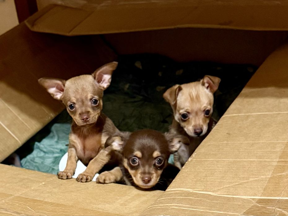 Цуценята Той-Терєр