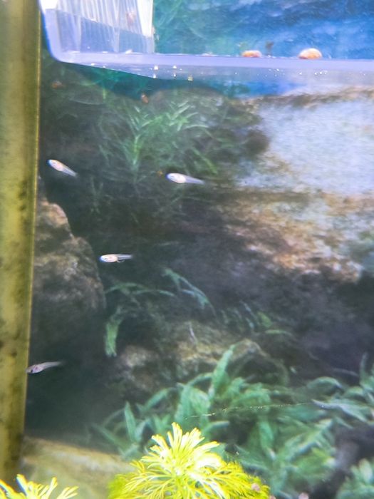 Guppys Bebes Variados