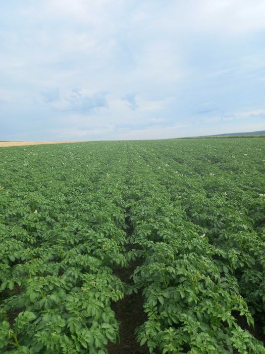 Насіння картоплі