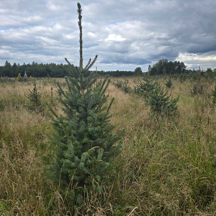 Choinki, świerk srebrny, serbski