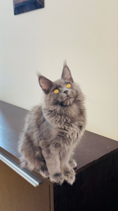 Cudowna Kotka Maine coon  niebieska opcja hodowlana rodowód FPL