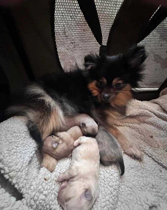 linda cria fêmea de Lulu da Pomerânia