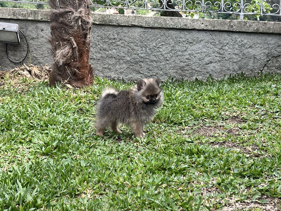 Ultimo Menino lulu com pedigree em Braga