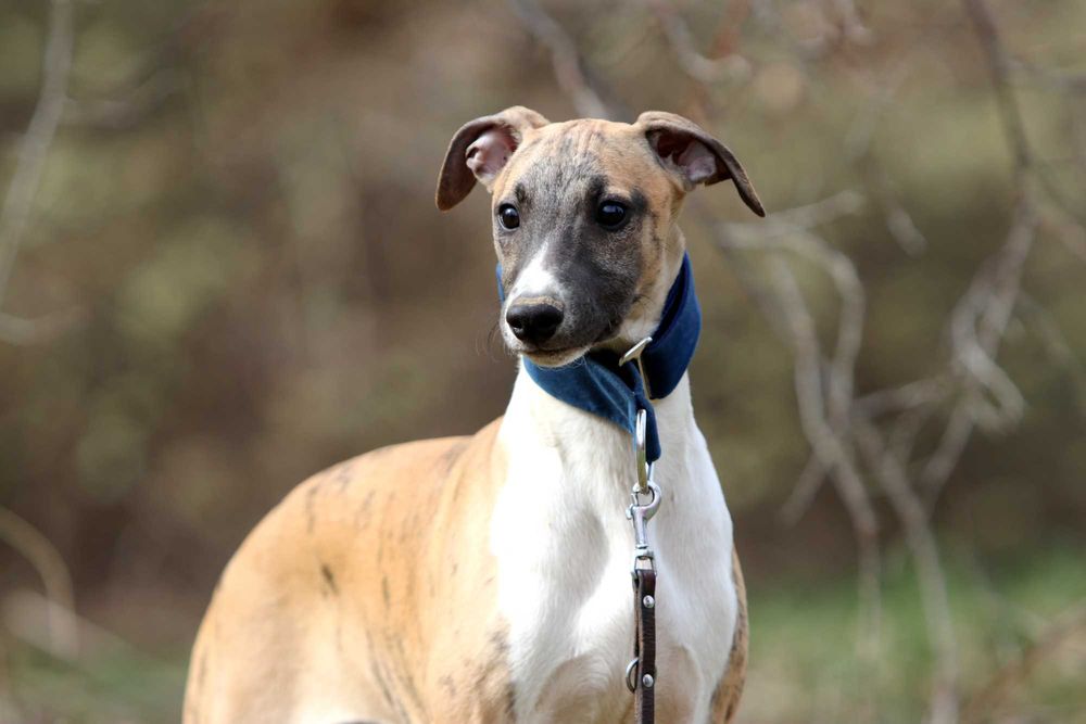 Whippet Chart angielski ZKwP/FCI niezwykłej urody piesek SID