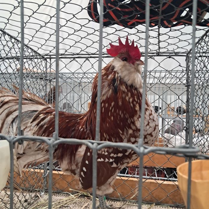 Turyngijski turyngijskie