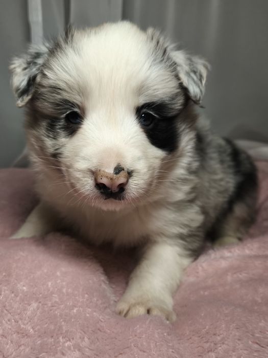 Border Collie Samiec Blue Merle