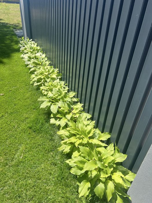 Kilkadziesiat sztuk hosty funkia